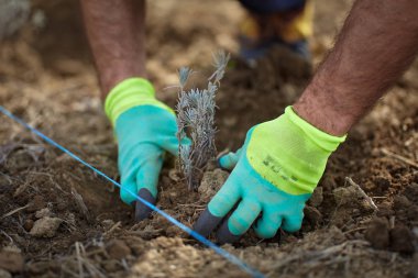 Çiftçi elleri tarlaya lavanta tohumu ekiyor.
