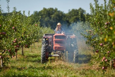 Genç çiftçi kadın elma bahçesi ile traktör ve römork sürüş
