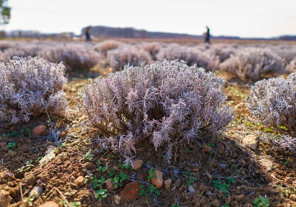 Arbustos Lavanda Início Primavera Uma Plantação — Fotografia de Stock