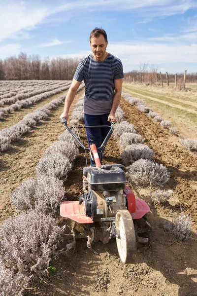 Agricultor Trabalhando Sua Plantação Lavanda — Fotografia de Stock