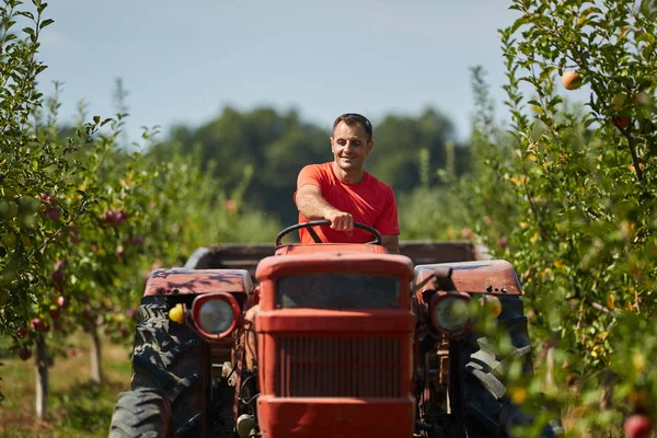 Muž Středního Věku Řídí Svůj Traktor Přes Jablečný Sad — Stock fotografie