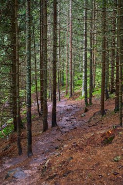 Kökleri ve kayalar ile çam ormanı ile dağ iz