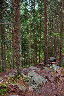 Kökleri ve kayalar ile çam ormanı ile dağ iz