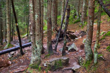 Kökleri ve kayalar ile çam ormanı ile dağ iz