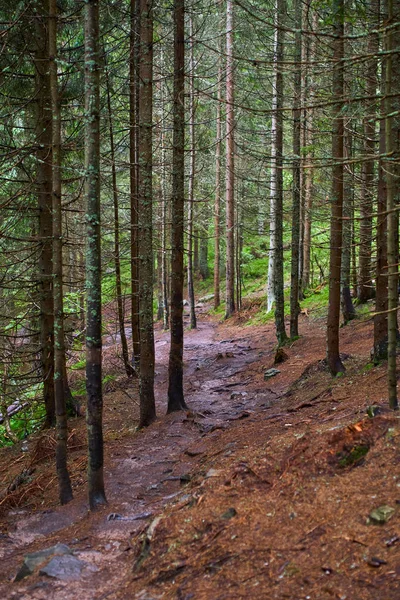 Sentiero Montagna Attraverso Pineta Con Radici Rocce — Foto Stock