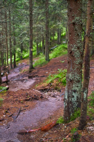 Sentiero Montagna Attraverso Pineta Con Radici Rocce — Foto Stock