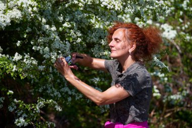 Çay için dikenli çiçek toplayan kadın