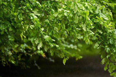 Yağmurlu bir günde meşe yapraklarının yakınlaşması