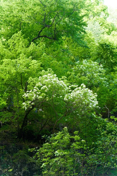 Bosque Con Varios Árboles Hoja Caduca — Foto de Stock