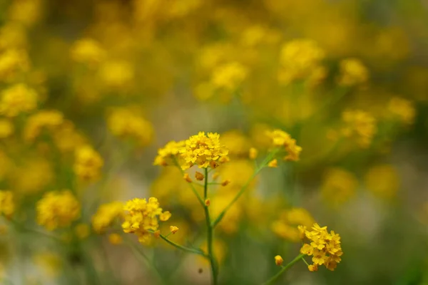 Primo Piano Cespuglio Fiori Colza Natura — Foto Stock