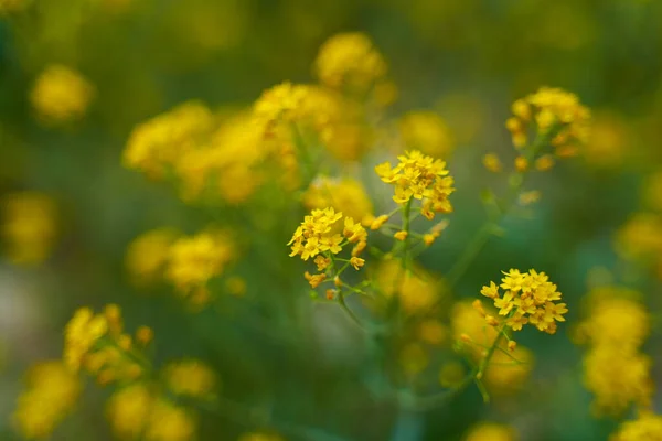 Gros Plan Buisson Fleurs Colza Dans Nature — Photo