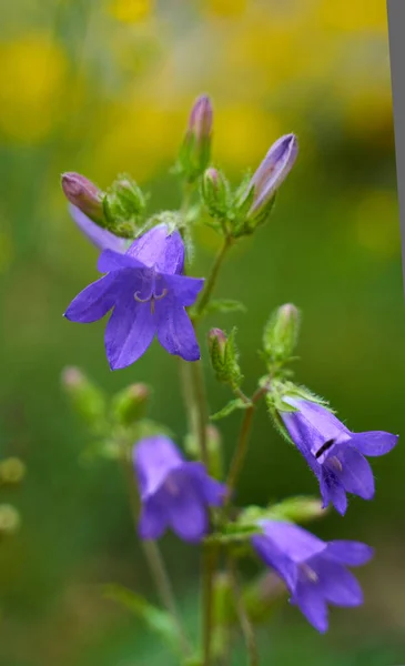 Nahaufnahme Von Hübschen Kleinen Lila Blüten — Stockfoto