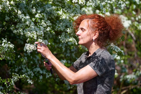 Mujer Recogiendo Flores Espino Para —  Fotos de Stock
