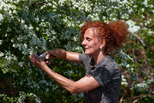 Frau Pflückt Weißdornblumen Für Tee — Stockfoto