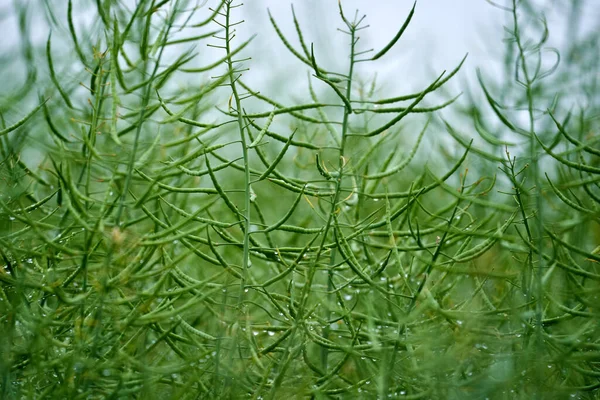 Closeup Canola Pods Field — Stock Photo, Image