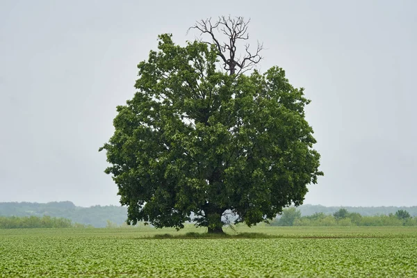 Μεγάλο Δέντρο Ένα Χωράφι Ηλιοτρόπια — Φωτογραφία Αρχείου