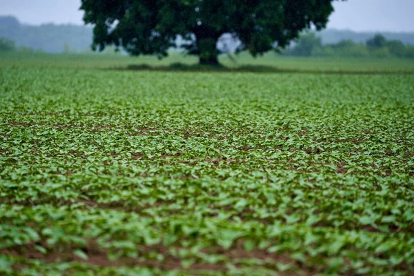 Árbol Grande Campo Girasol —  Fotos de Stock