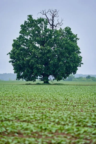 Grand Arbre Dans Champ Tournesol — Photo