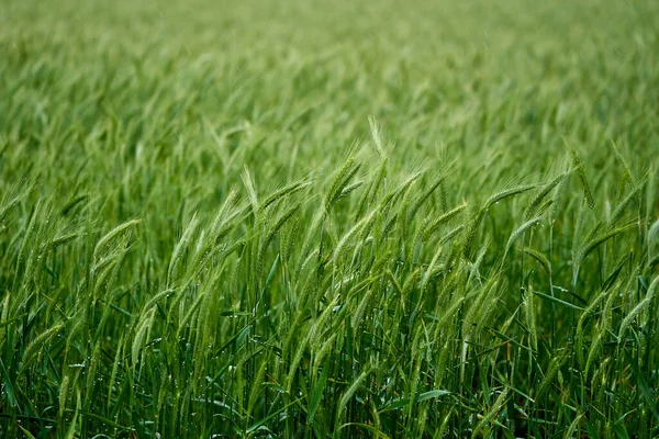 Campo Trigo Verde Bajo Lluvia —  Fotos de Stock