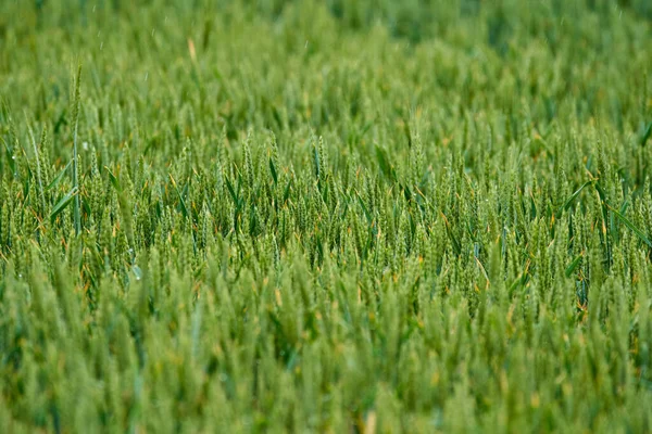 Grünes Weizenfeld Regen Stockbild
