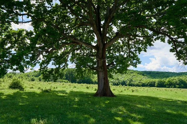 Велике Дубове Дерево Перед Лісом — стокове фото