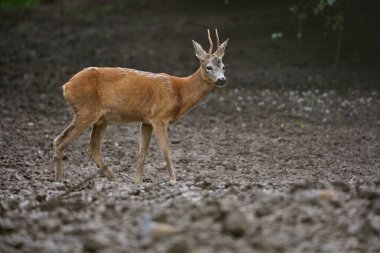 Bir yaz gününde ormanda Roe Buck