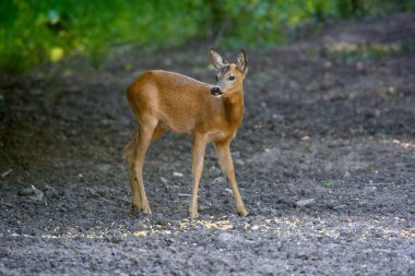 Bir yaz gününde ormanda Roe Buck