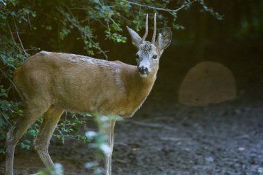 Bir yaz gününde ormanda Roe Buck