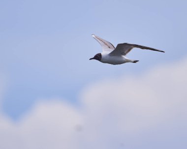 Mavi gökyüzünde uçan siyah başlı martı