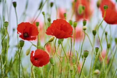 Bulanık arkaplanda haşhaş çiçeklerinin yakın plan görüntüsü