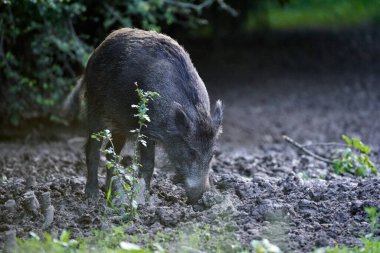 Büyük yetişkin domuz, erkek yaban domuzu ormanda