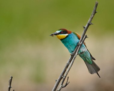 Arı yiyen kuş, Merops apiaster çeşitli duruşlarda
