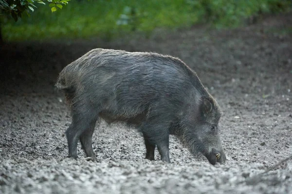 Jabalí Adulto Grande Cerdo Salvaje Macho Bosque — Foto de Stock