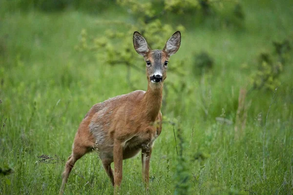 Cervos Roe Linha Floresta Olhando Alerta — Fotografia de Stock