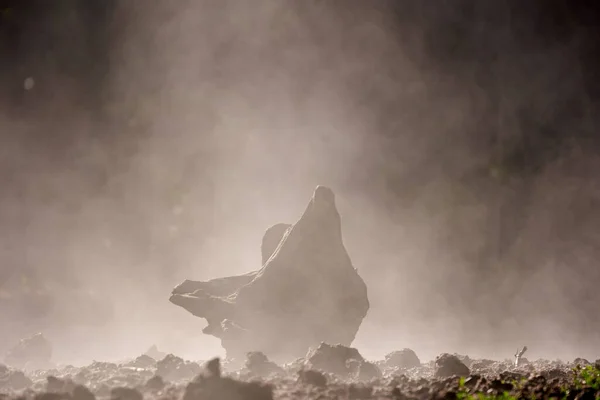 Poranna Mgła Wznosząca Się Ciepłej Ziemi Polanie — Zdjęcie stockowe