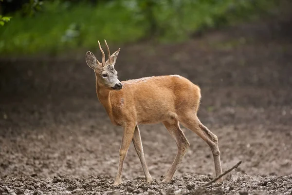 Roe Buck Lesie Letni Dzień — Zdjęcie stockowe