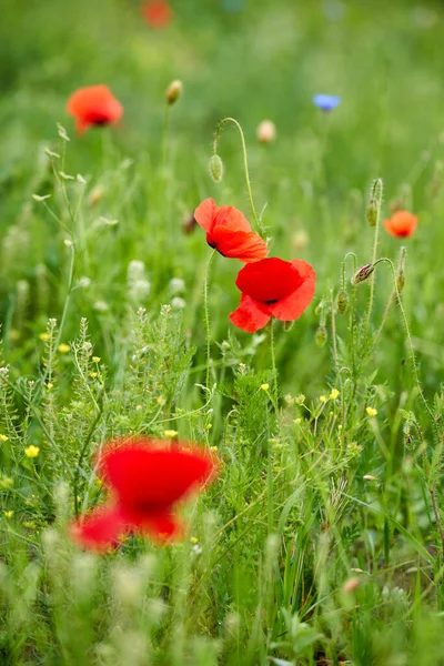 Primer Plano Las Flores Amapola Sobre Fondo Borroso — Foto de Stock