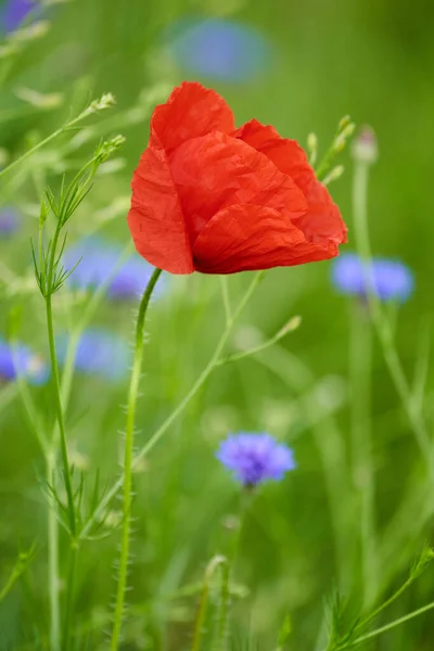 Närbild Vallmo Blommor Över Suddig Bakgrund — Stockfoto