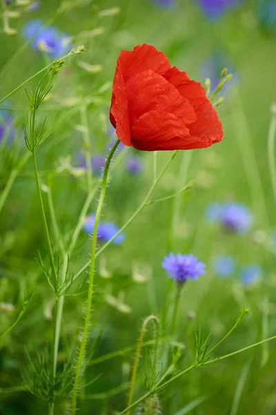 Close Van Papaver Bloemen Wazig Achtergrond — Stockfoto