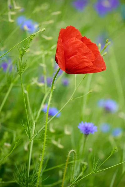 Bulanık Arkaplanda Haşhaş Çiçeklerinin Yakın Plan Görüntüsü — Stok fotoğraf