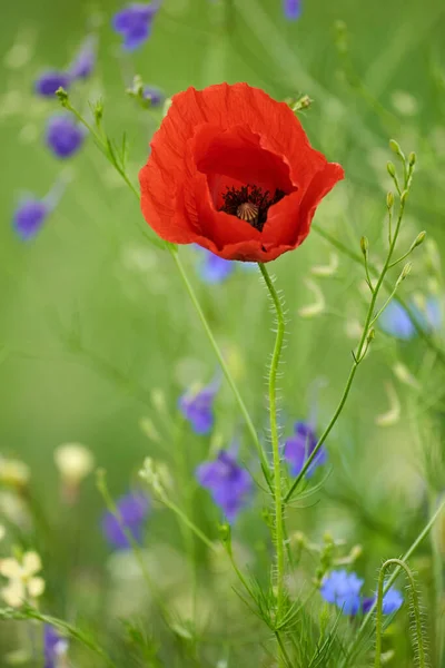 Bulanık Arkaplanda Haşhaş Çiçeklerinin Yakın Plan Görüntüsü — Stok fotoğraf