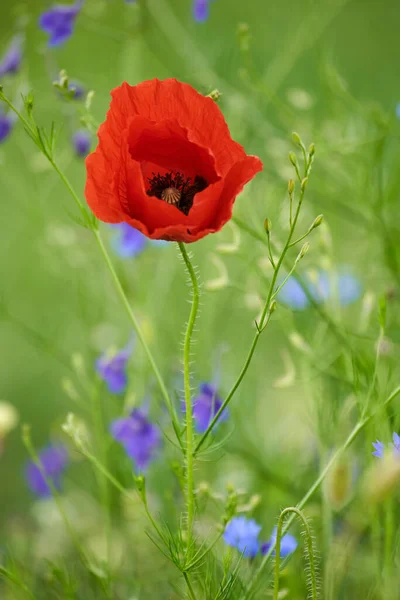 Närbild Vallmo Blommor Över Suddig Bakgrund — Stockfoto