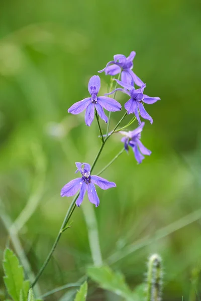 Primer Plano Una Flor Púrpura Sobre Fondo Verde —  Fotos de Stock