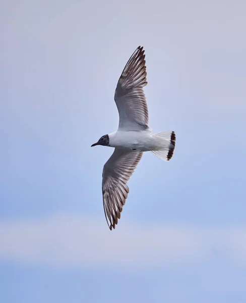 Gabbiano Dalla Testa Nera Volo Sopra Cielo Blu — Foto Stock