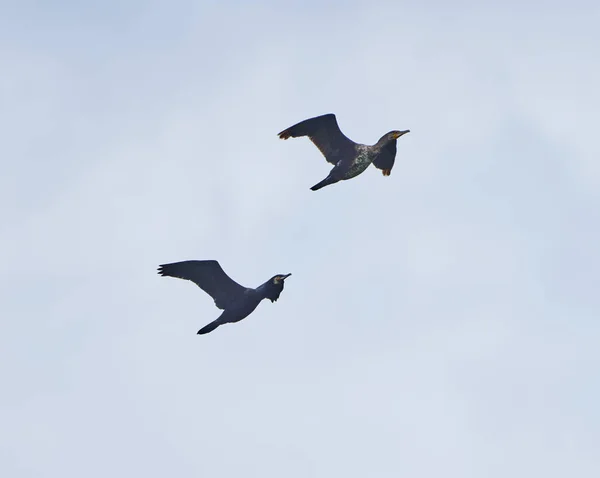 Büyük Karabatak Phalacrocorax Carbo Mavi Gökyüzü Karşı Uçuş — Stok fotoğraf
