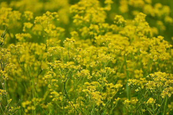 Closeup Small Wild Yellow Flowers Outdoor — Stock Photo, Image