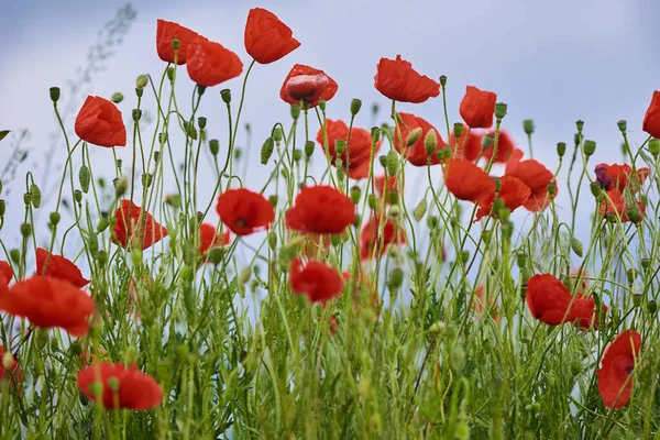 Närbild Vallmo Blommor Över Suddig Bakgrund — Stockfoto