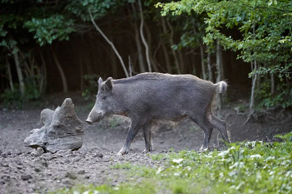 Duży Dorosły Dzik Samiec Dzika Świnia Lesie — Zdjęcie stockowe