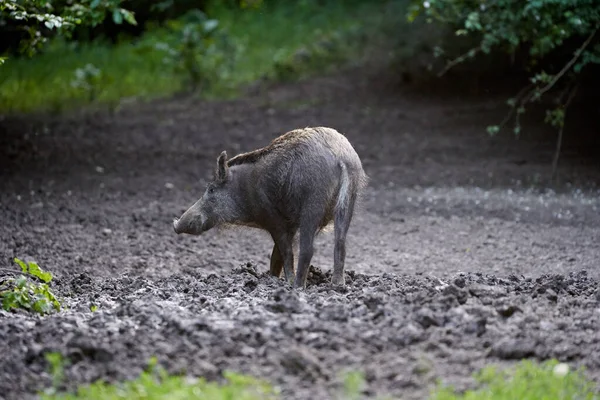 Jabalí Adulto Grande Cerdo Salvaje Macho Bosque —  Fotos de Stock