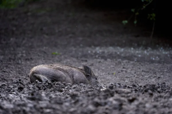 Groot Volwassen Zwijn Mannelijk Wild Zwijn Het Bos — Stockfoto